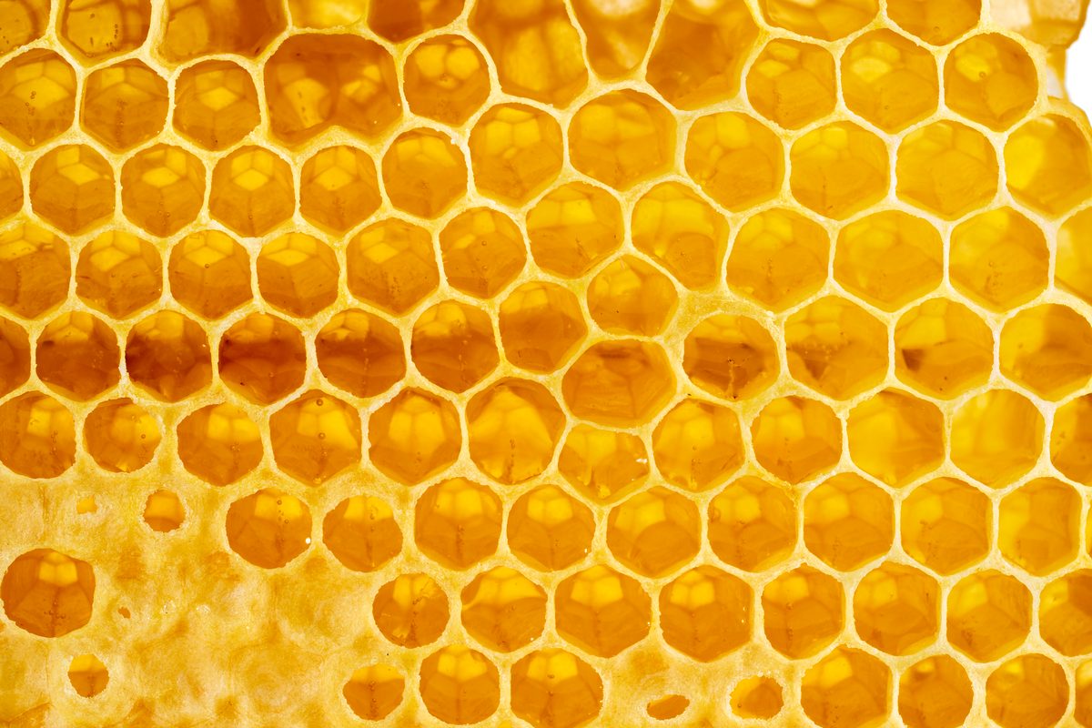 Panal de abejas lleno de miel